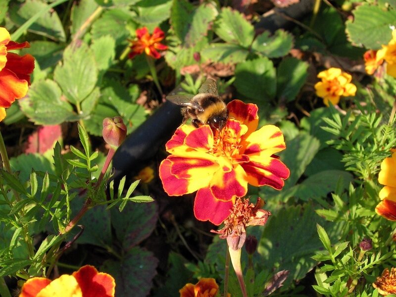 Bee on Marigold Flower — Yellow, Calm