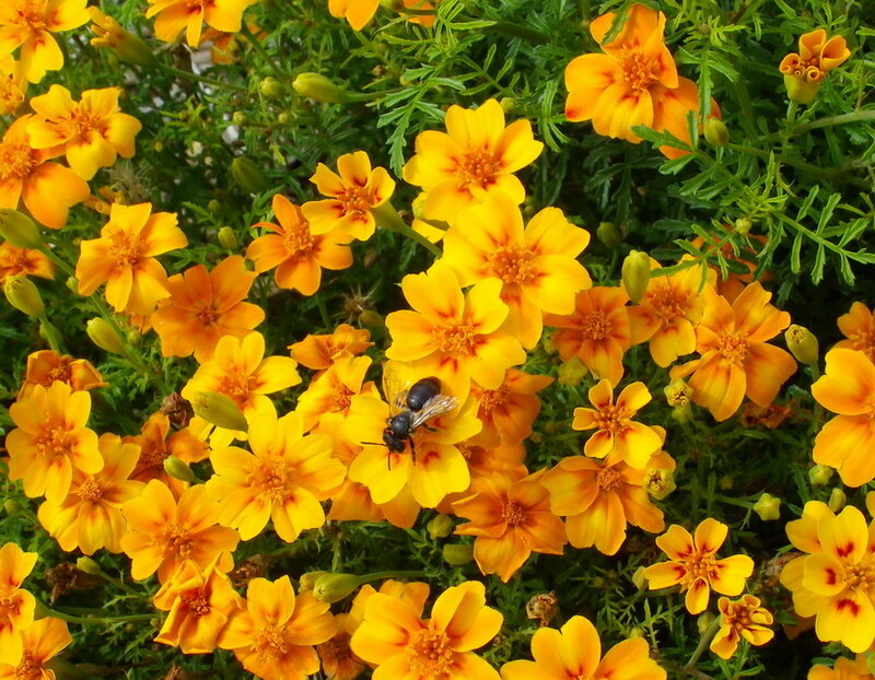 Bee on Marigold Flower — Yellow