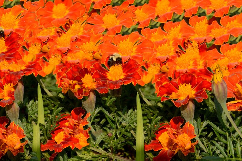Bee on Marigold Flowers