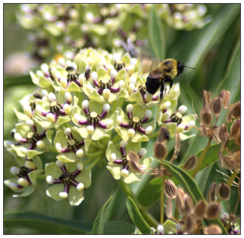 Bee on Milkweed Flower