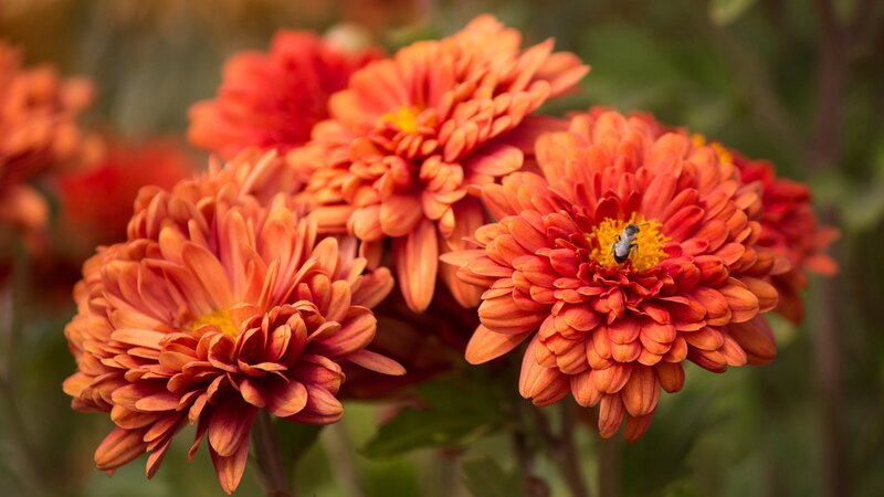 Bee on Orange Chrysanthemum