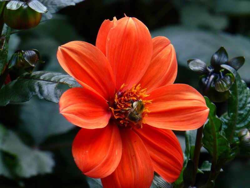 Bee on Orange Dahlia — Natural