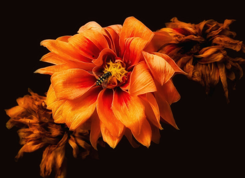 Bee on Orange Dahlia