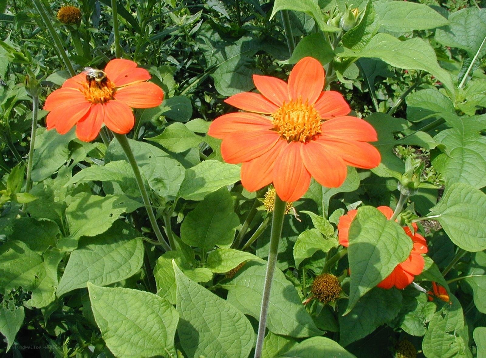 Bee on orange flower