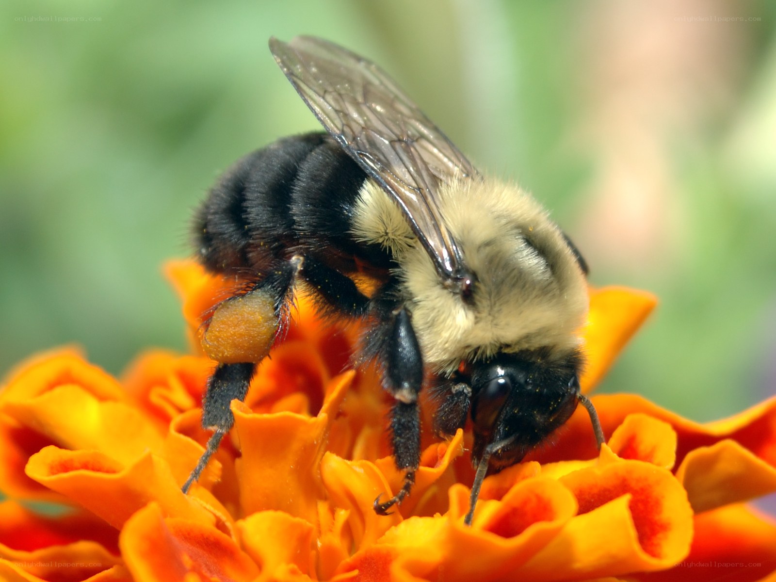 Bee on orange flower