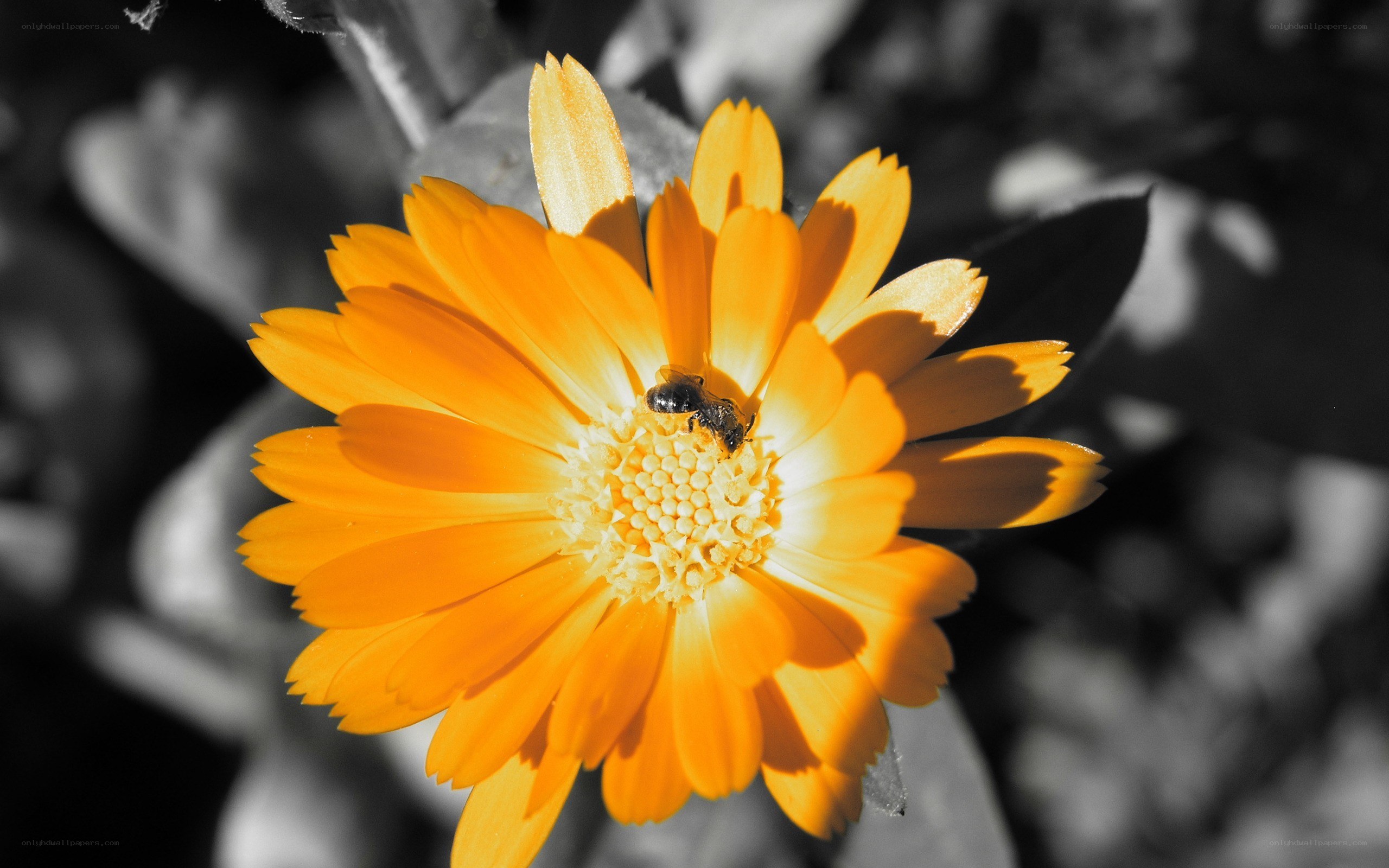 bee on orange flower