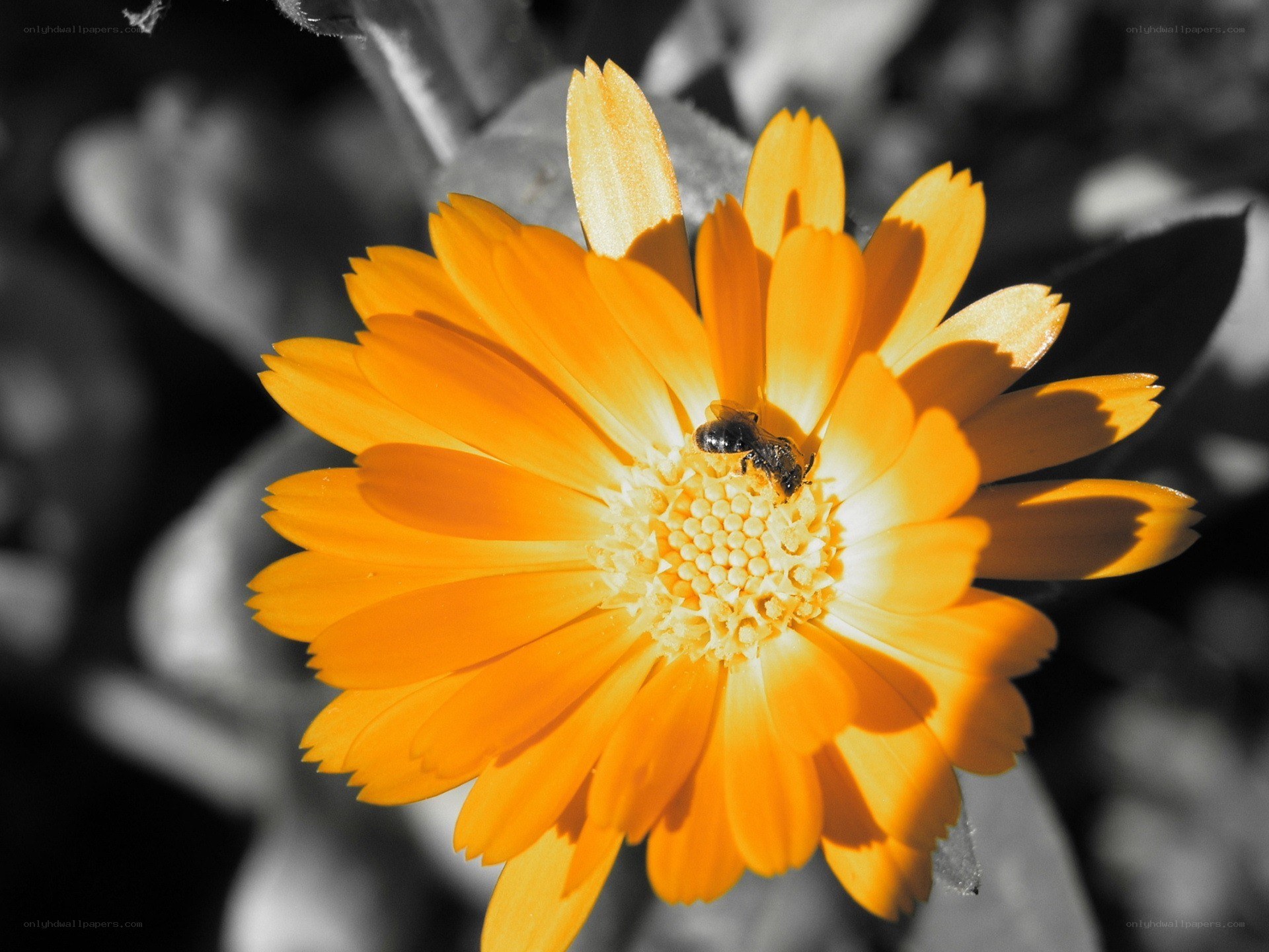 bee on orange flower