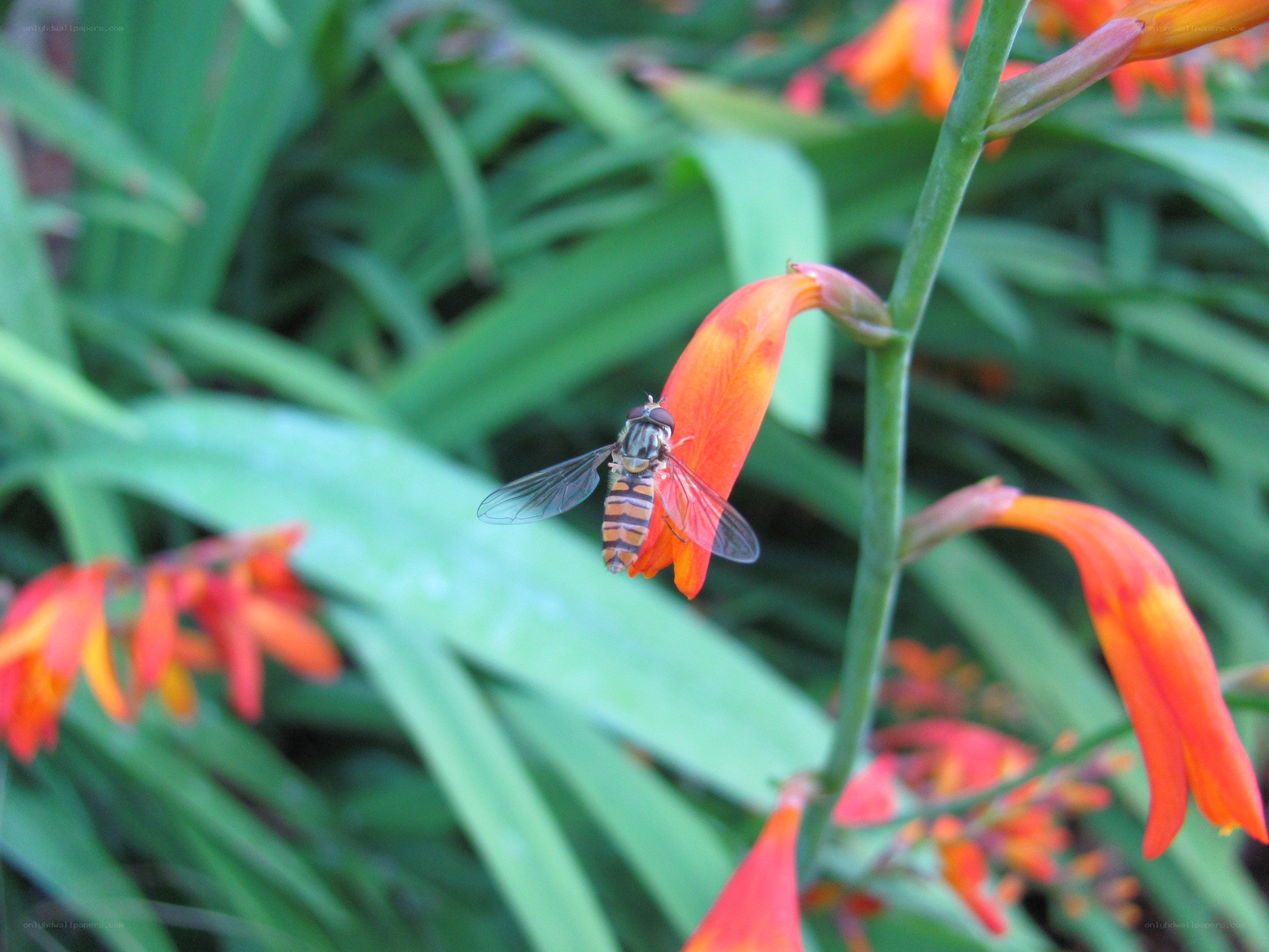 bee on orange flower
