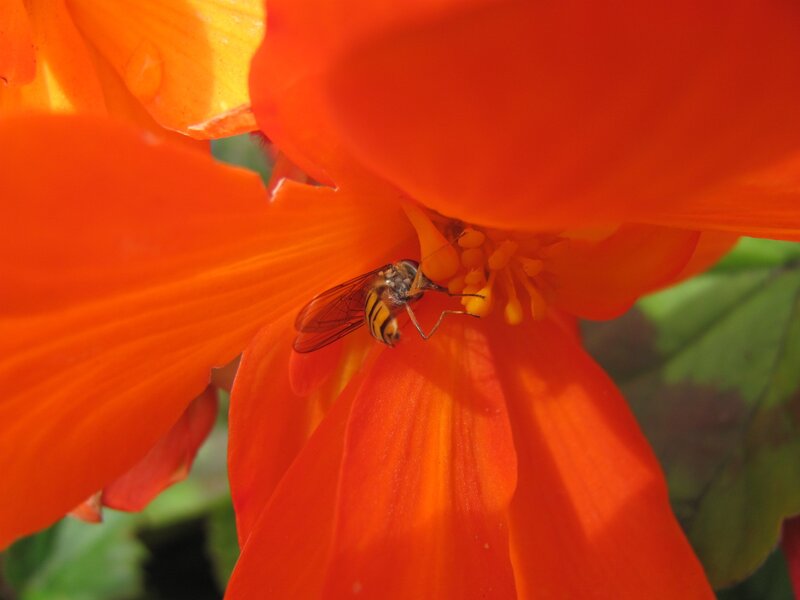 bee on orange flower