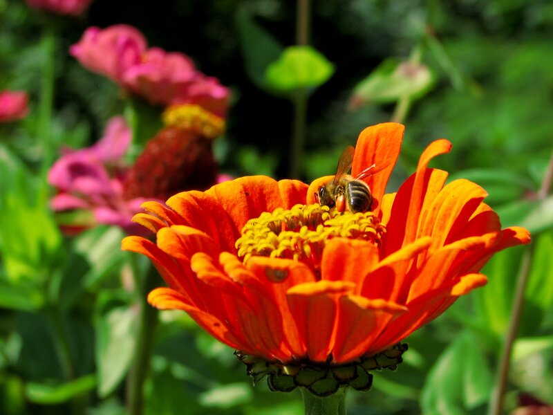 bee on orange flower