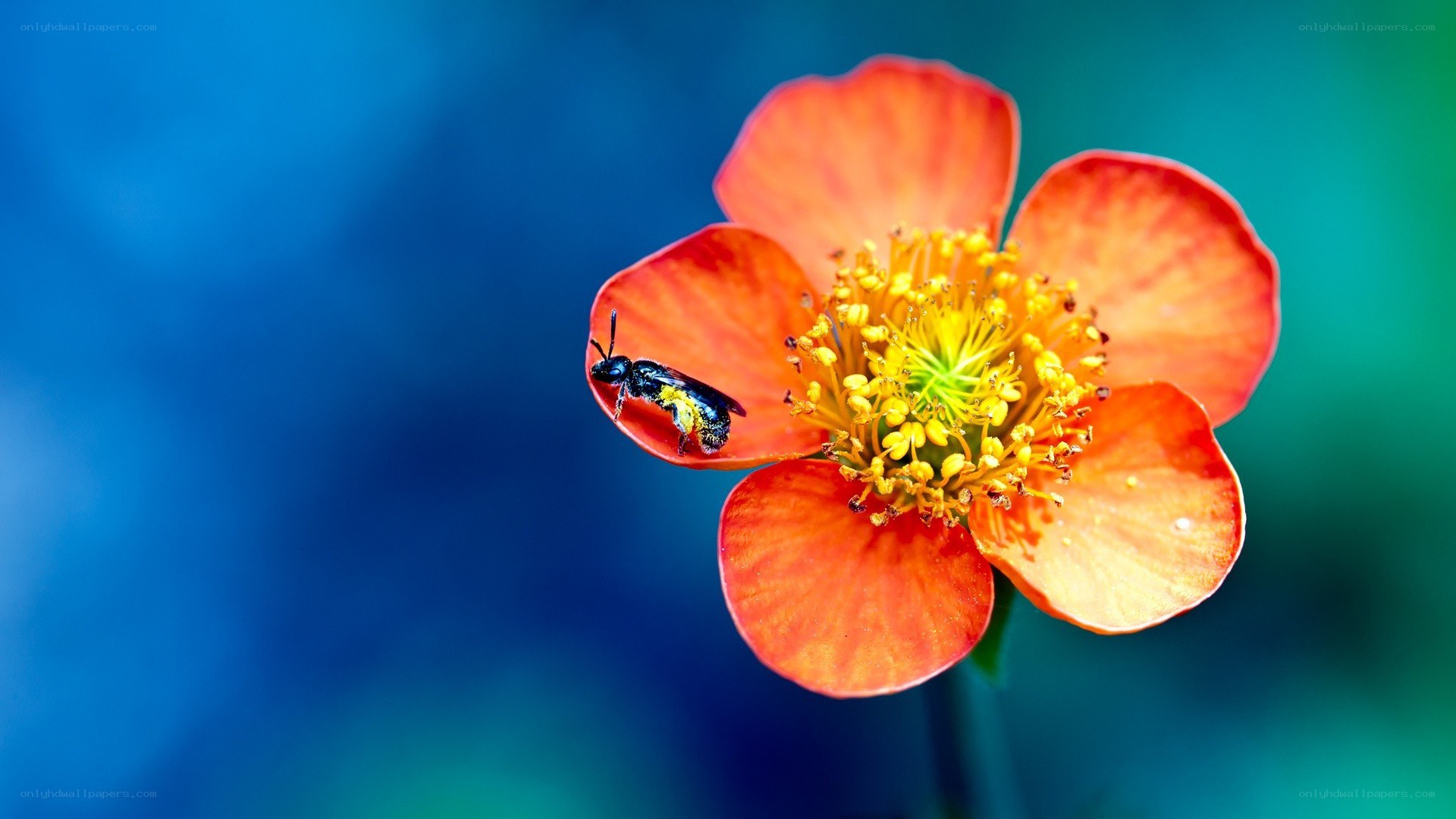 bee on orange flower