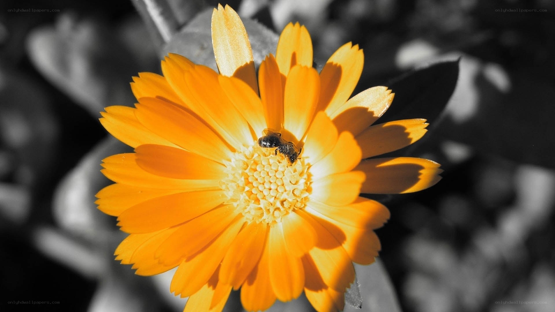 bee on orange flower