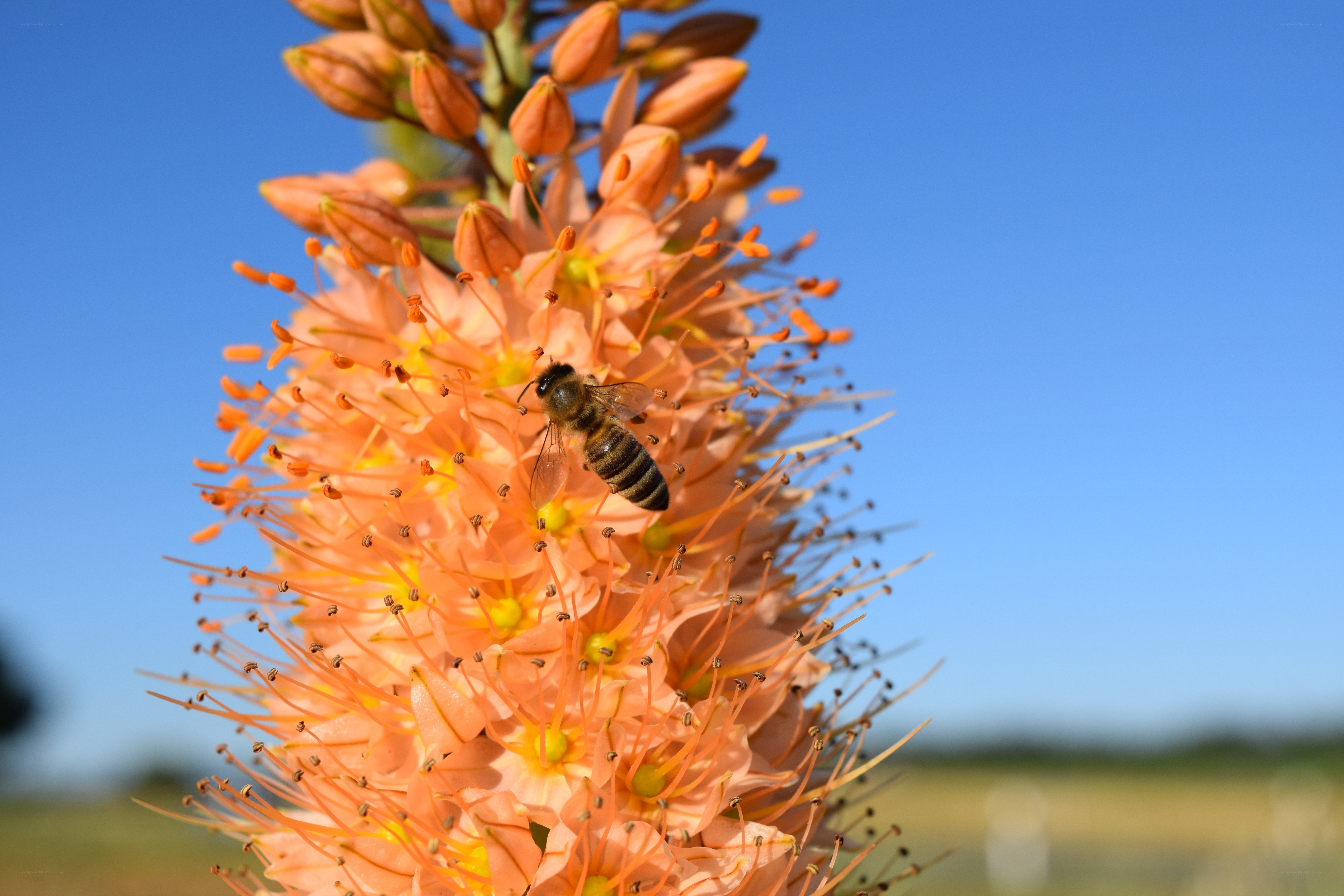 bee on orange flower