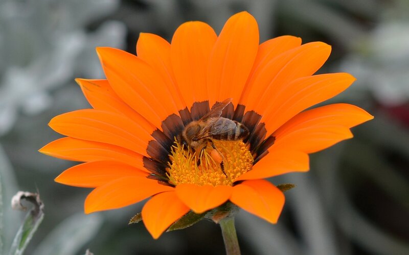 Bee on Orange Flower — Calm, Afternoon, Photograph