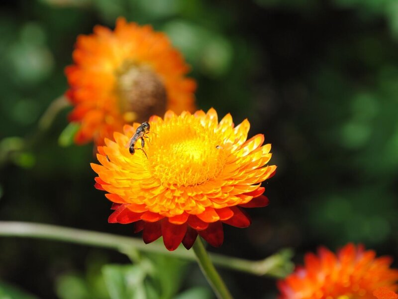 Bee on Orange Flower — Calm, Afternoon