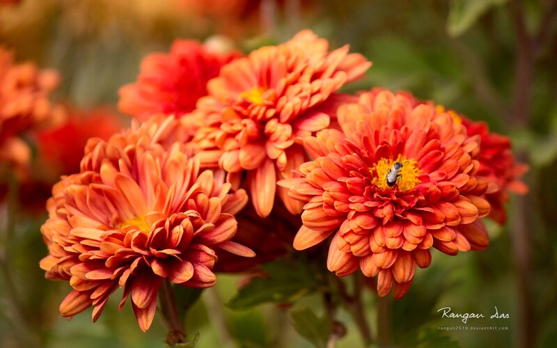 Bee on Orange Flower — Calm, Autumn