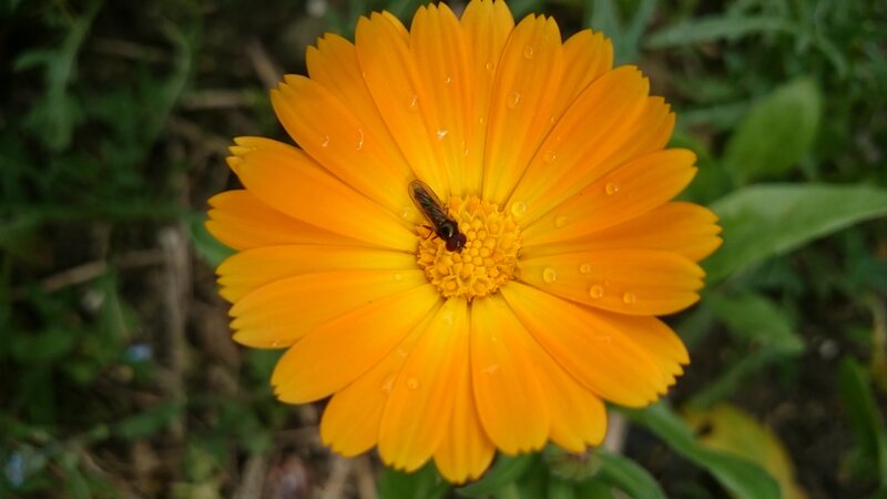 Bee on Orange Flower — Calm, Morning
