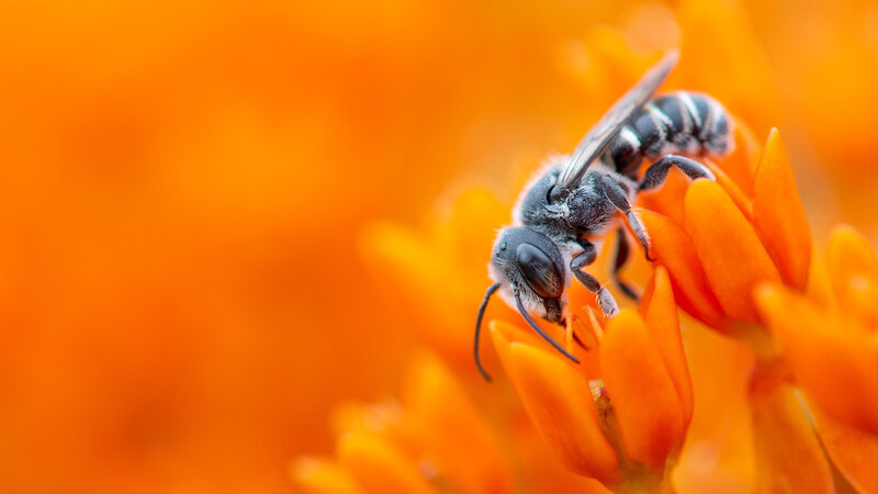 Bee on Orange Flower — Calm, Photograph, Insect