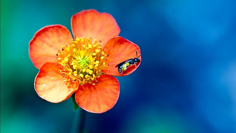 Bee on Orange Flower — Calm, Photograph, Petals