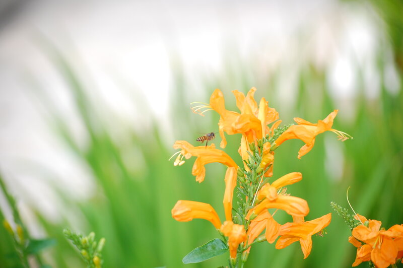 Bee on Orange Flower — Calm