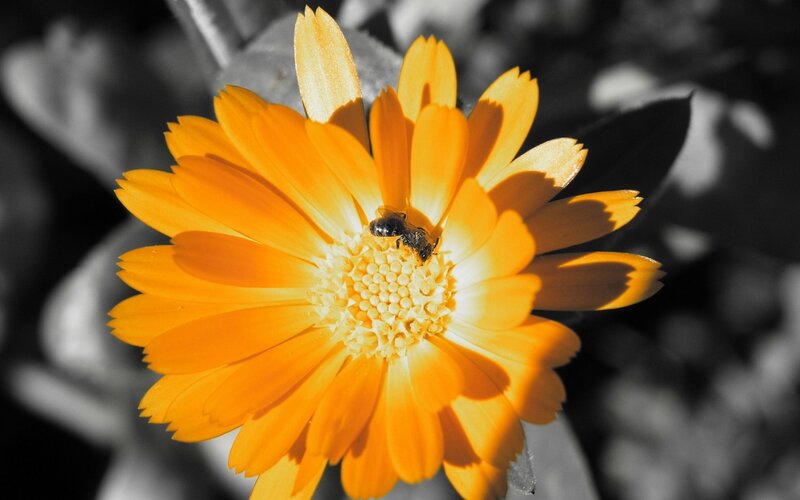 Bee on Orange Flower — Dramatic, Afternoon, Photograph, Leaf, Yellow, Black