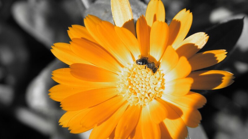 Bee on Orange Flower — Dramatic, Afternoon, Photograph, Sunlight
