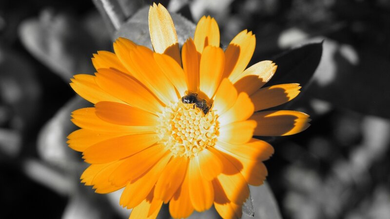 Bee on Orange Flower — Dramatic, Afternoon, Photograph