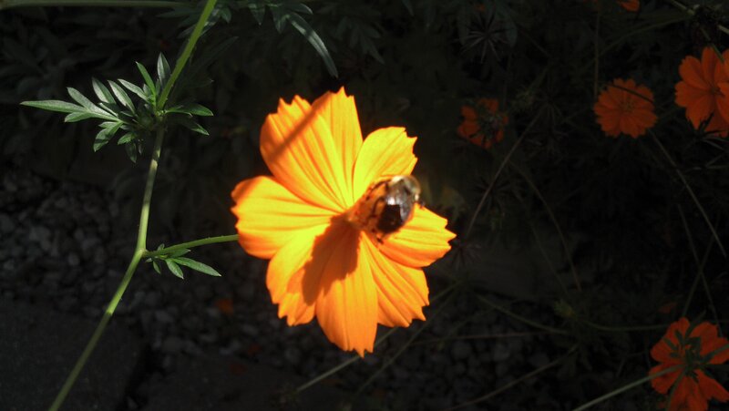 Bee on Orange Flower — Dramatic, Afternoon