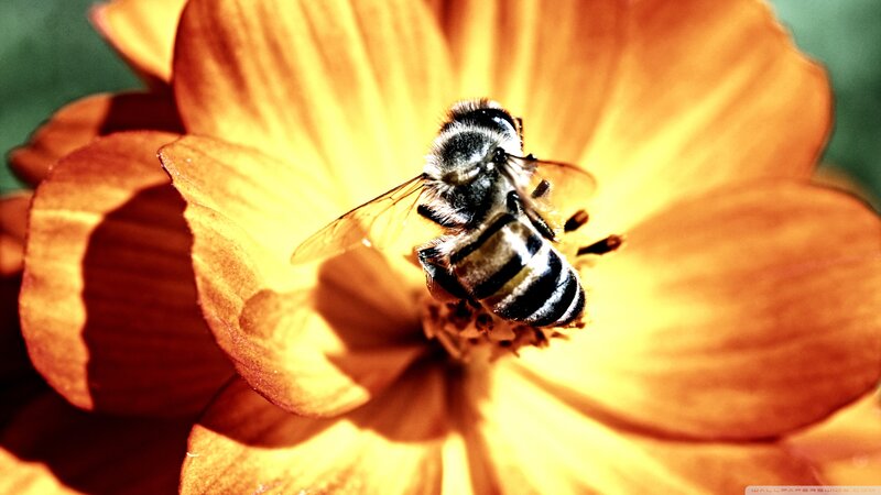 Bee on Orange Flower — Natural, Afternoon, Photograph, Insect, Petal