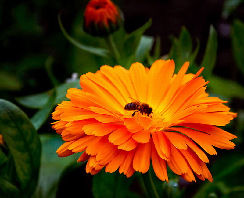 Bee on Orange Flower — Natural, Afternoon, Photograph
