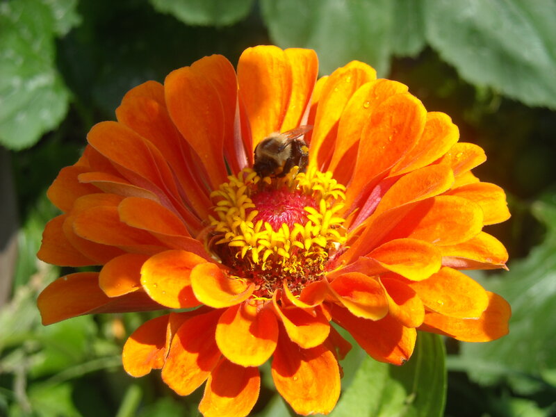 Bee on Orange Flower — Natural, Afternoon