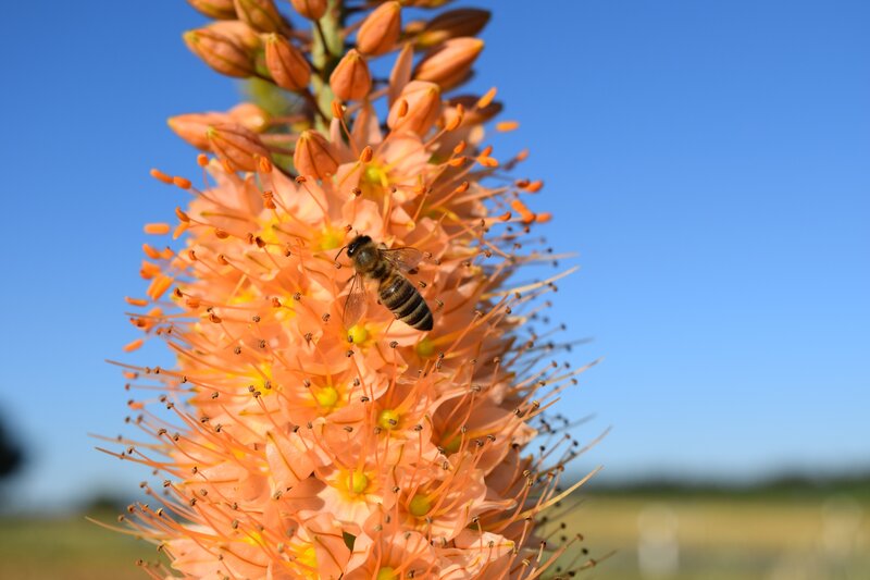 Bee on Orange Flower — Serene, Afternoon, Photograph