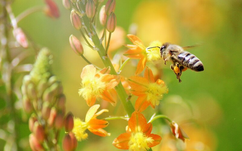 Bee on Orange Flower — Serene, Afternoon