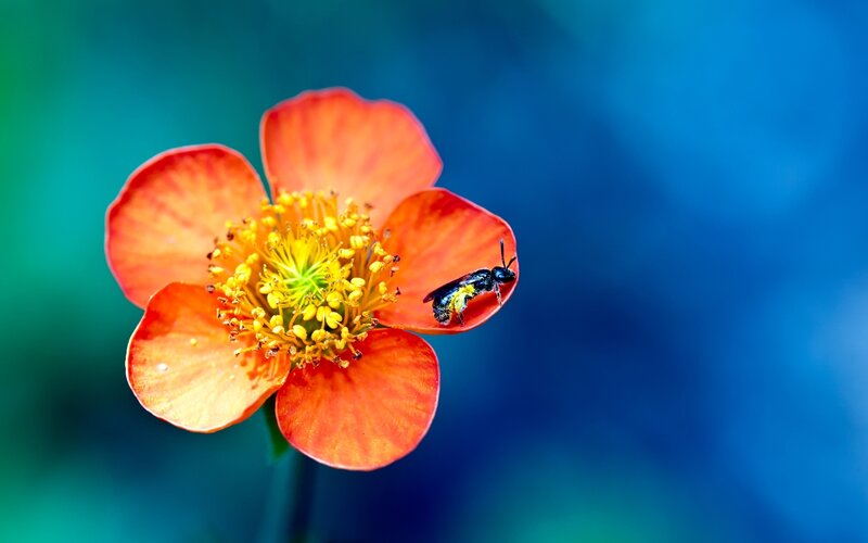 Bee on Orange Flower — Serene