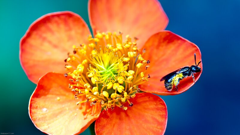 Bee on Orange Flower — Vibrant, Afternoon