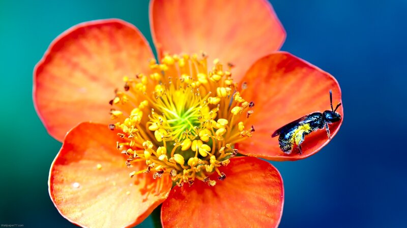 Bee on Orange Flower — Vibrant, Photograph, Petals, Yellow, Blue