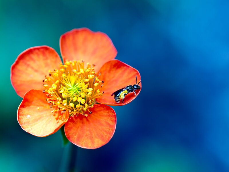 Bee on Orange Flower — Vibrant, Photograph