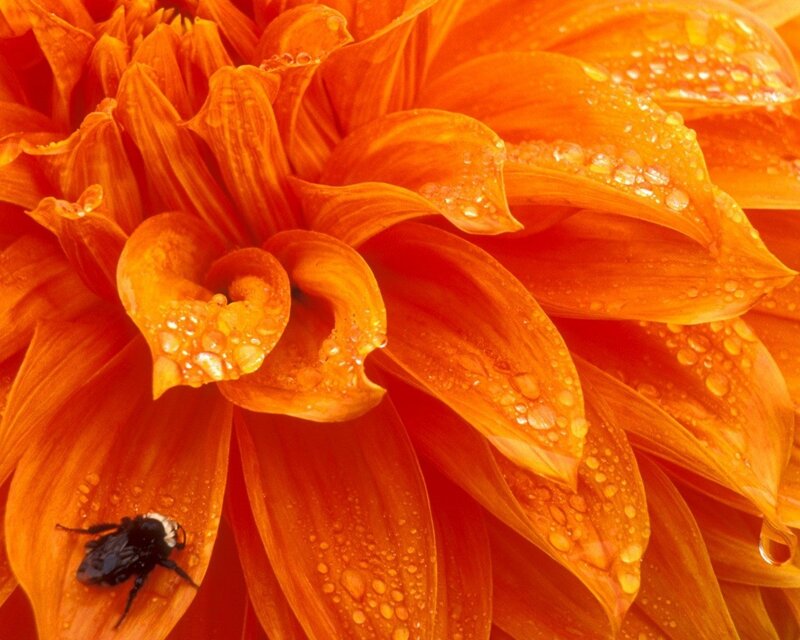 Bee on Orange Flower — Vibrant, Photograph, Water Droplets