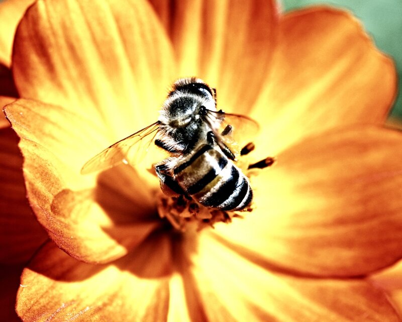 Bee on Orange Flower — Yellow, Natural