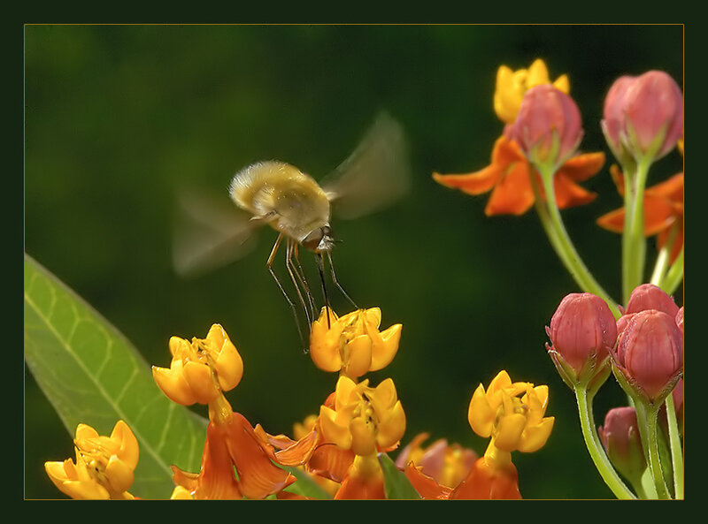 Bee on Orange Flower — Yellow