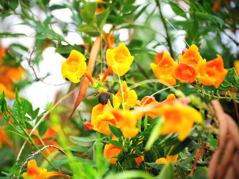 bee on orange flowers