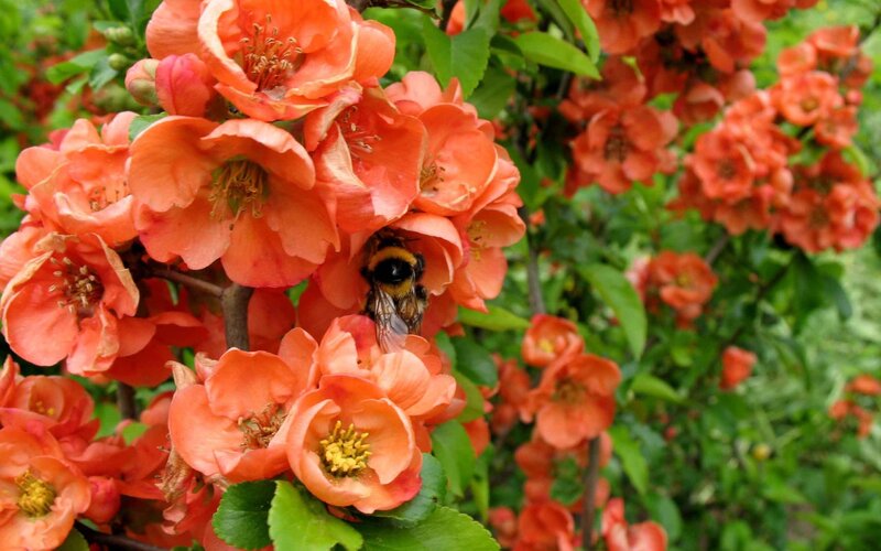 Bee on Orange Flowers — Calm