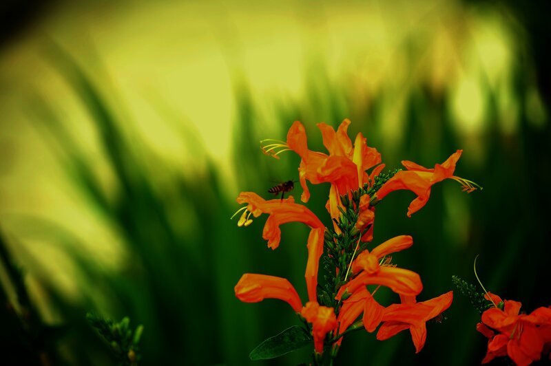Bee on Orange Flowers — Natural