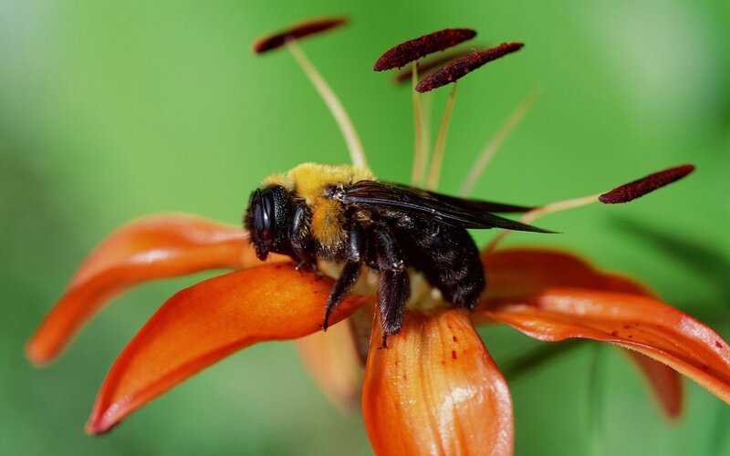 bee on orange lily flower