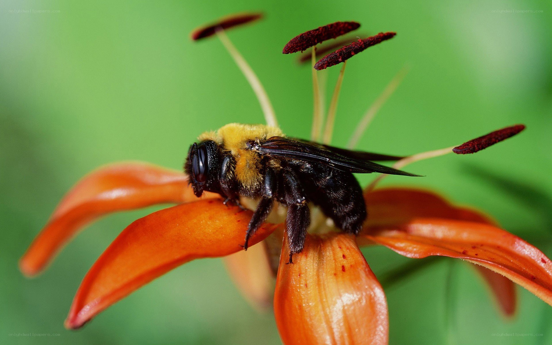 bee on orange lily flower