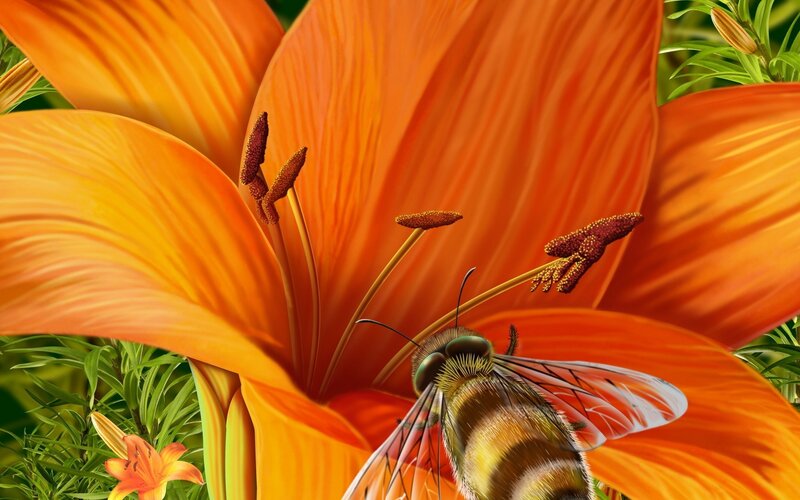 Bee on Orange Lily — Natural