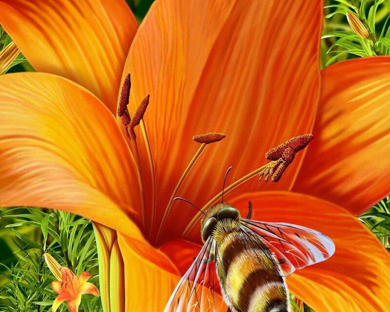 Bee on Orange Lily