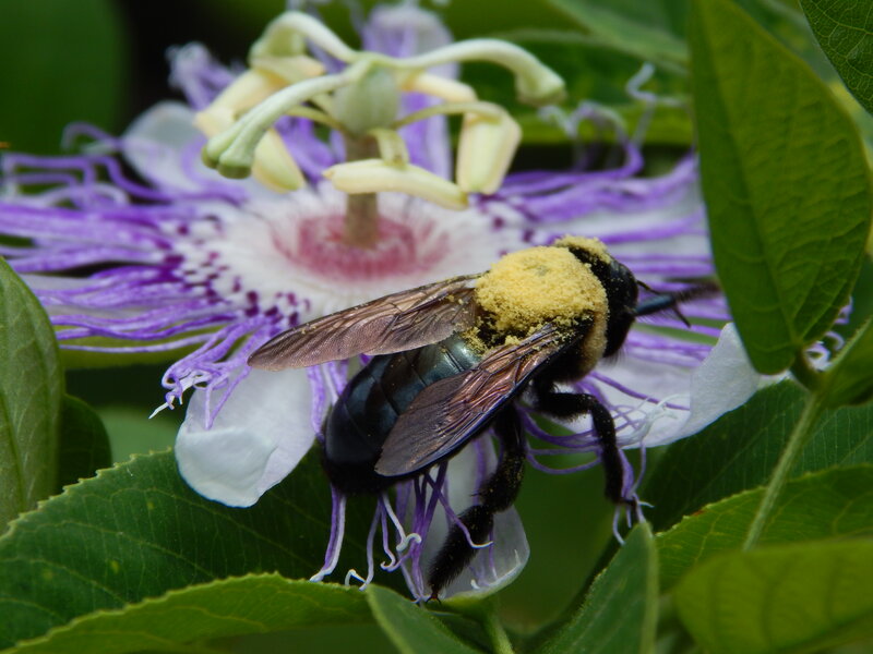 Bee on Passionflower — Purple