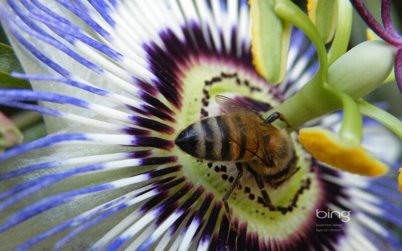 Bee on Passionflower
