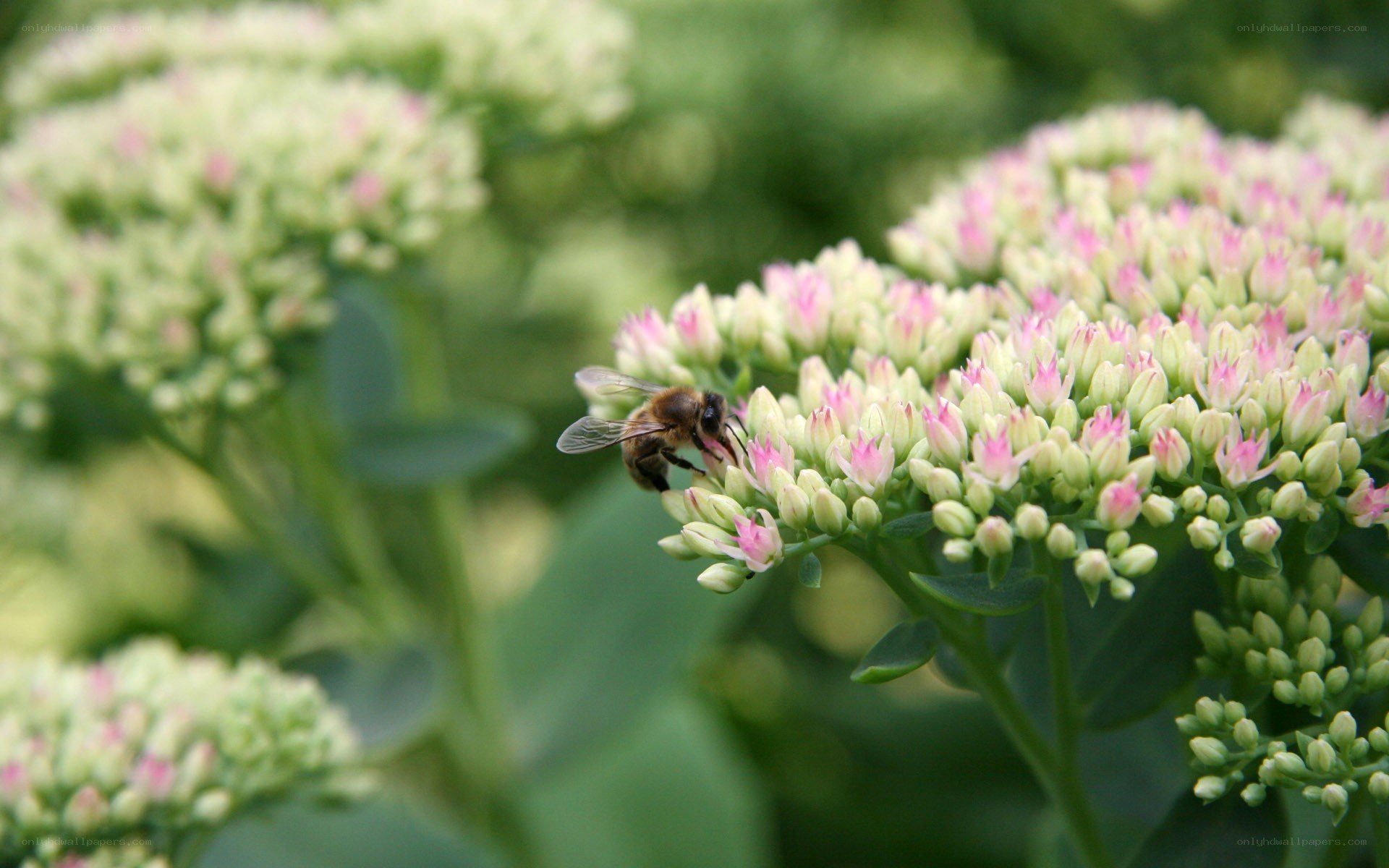 bee on pink and white flowers